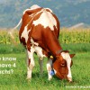 Did you know that cows have 4 stomachs?