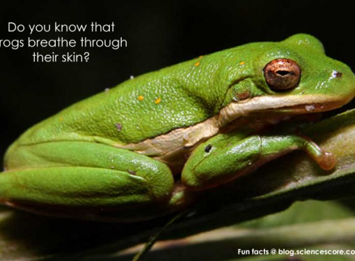 Did you know that frogs breathe through their skin?