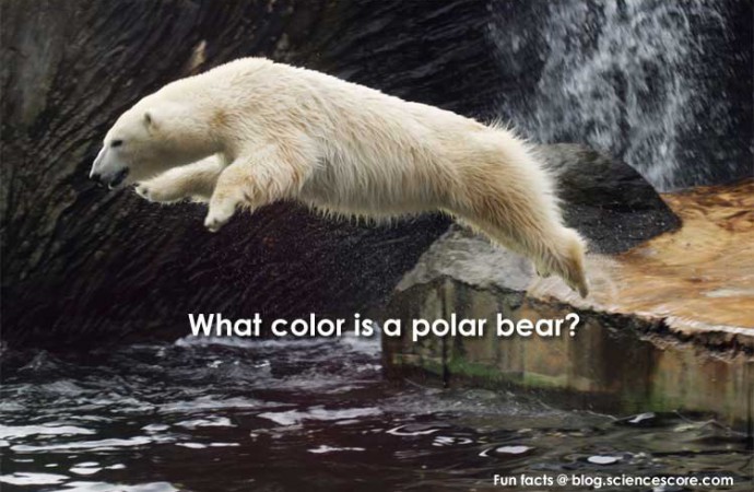 What colour is a polar bear?