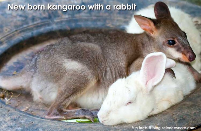 Did you know that newborn kangaroos don’t have hind legs?