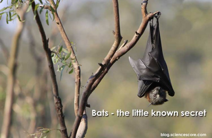 Bats – the little known secret