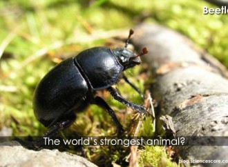 The World’s Strongest Animal!