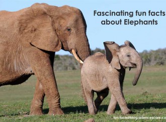 Facinating animal facts – Elephants