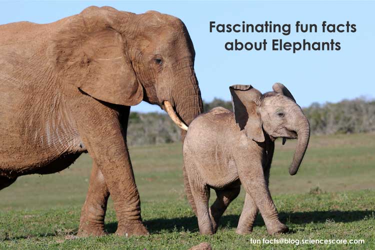 fascinating-fun-facts-about-elephants-facts-for-everyday-life