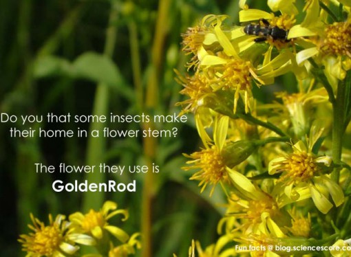 Did you know some insects make homes in a flower stem?