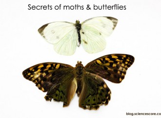 Two of a kind – secret of moth & butterfly