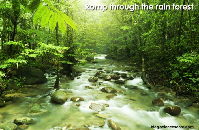 A Romp Through a Rainforest