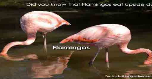 Did you know that flamingos eat upside down?