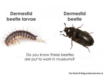 Which insects work for museums?
