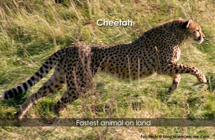 What is the fastest animal?