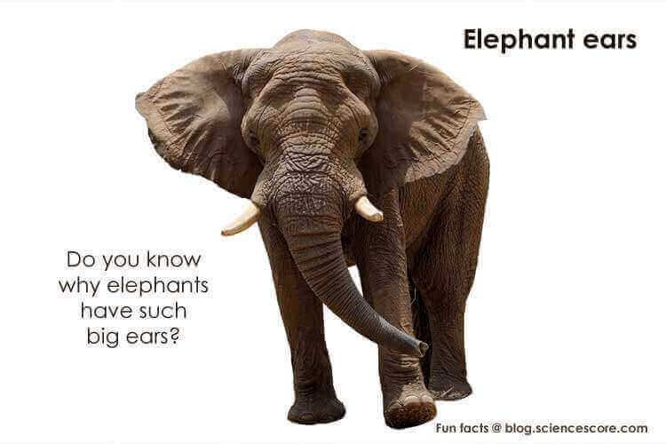 Why Do Elephants Have Big Ears Wonderopolis - vrogue.co