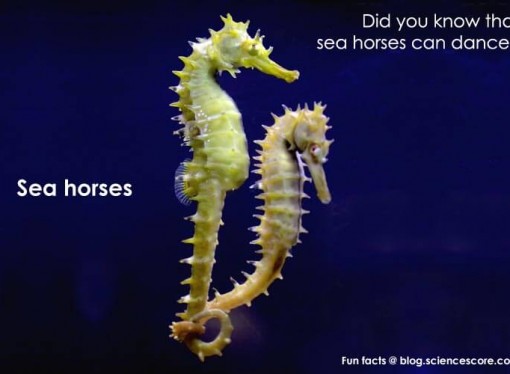 Did you know that seahorses can dance?