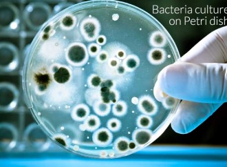 What is bacteria?