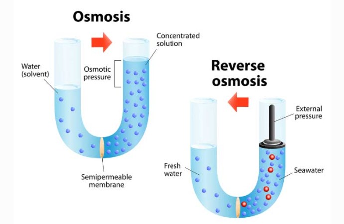 What is osmosis?