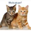 why-do-cats-purr
