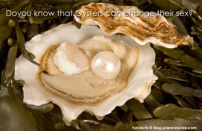 Did you know that oysters can change their sex?