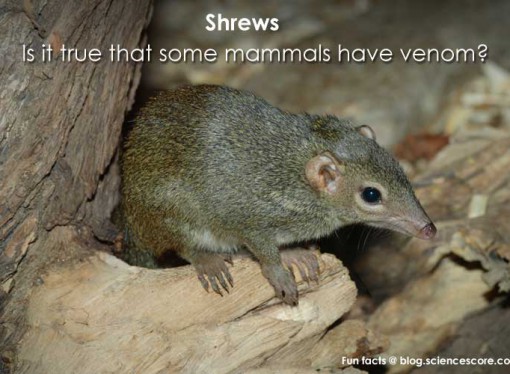 Is it true that some mammals have venom?