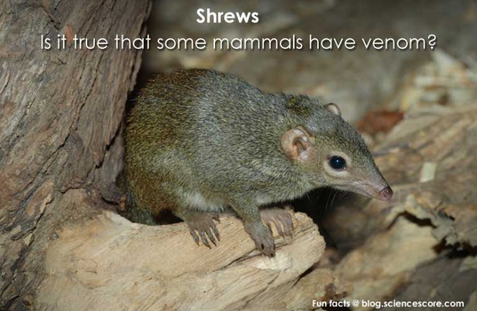 Is it true that some mammals have venom?