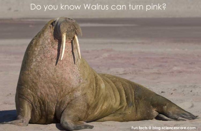 Did you know that walruses turn pink?