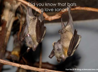 Did you know that bats sing love songs?