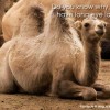 Why do camels have long eyelashes?