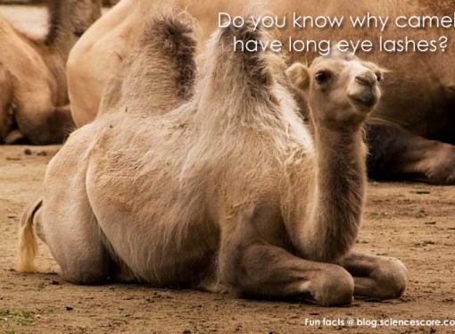 Why do camels have long eyelashes?