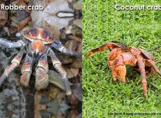 Which arthropod is the biggest?