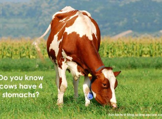 Did you know that cows have 4 stomachs?