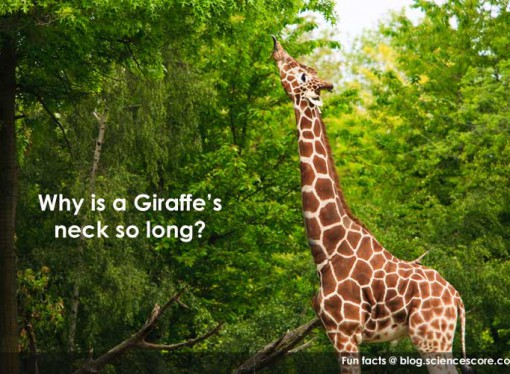 Giant Giraffes
