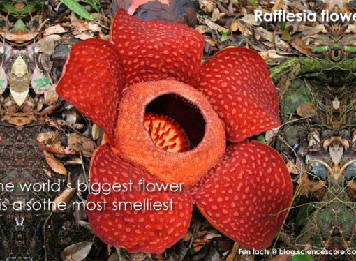 Did you know that the world’s biggest flower is also the smelliest?