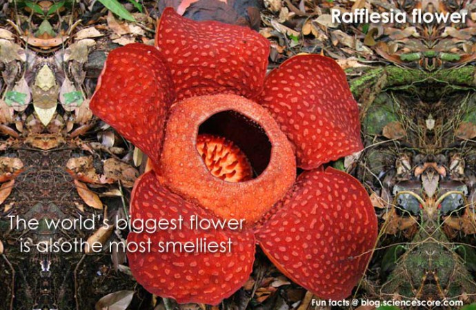 Did you know that the world’s biggest flower is also the smelliest?