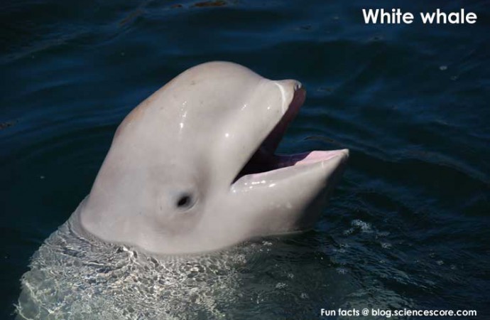 white whale – Is there really such thing as a white whale?