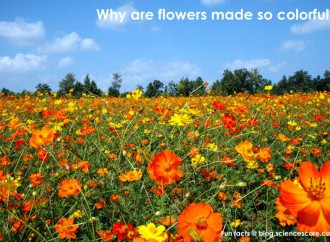 why are flowers so colorful?