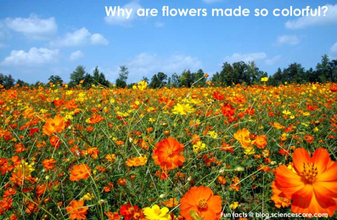 why are flowers so colorful?