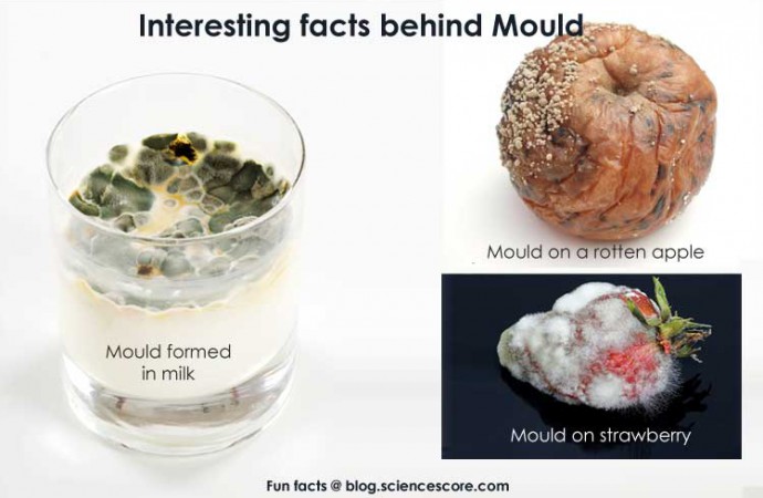 Did you know that medicine comes from mold?
