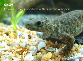 What animal carries a secret weapon?