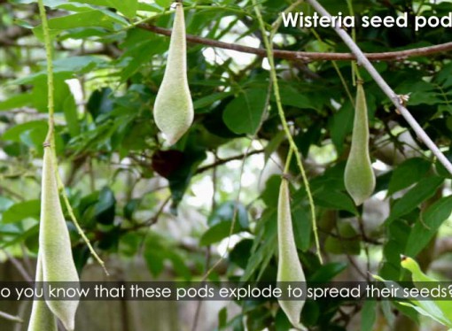 Did you know that some plants spread their seeds by exploding?