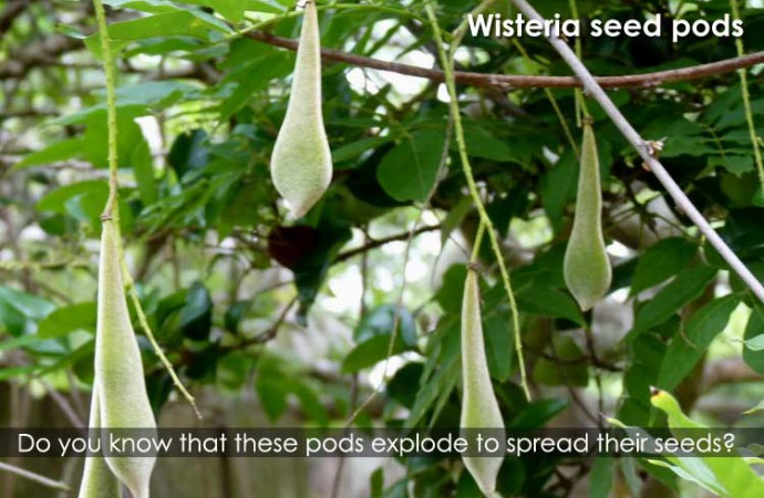 Did you know that some plants spread their seeds by exploding?