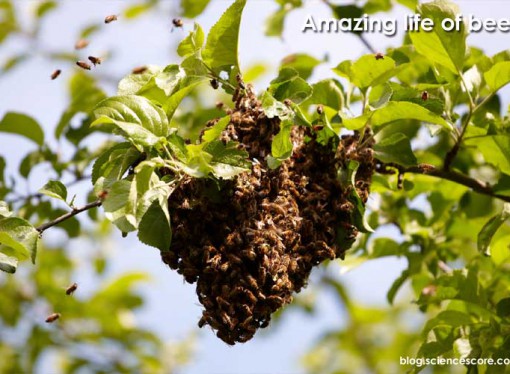 Amazing life of bees