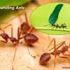Astounding Ants