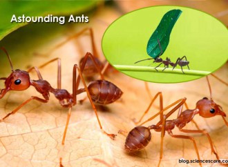 Astounding Ants