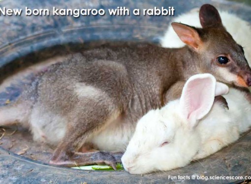 Did you know that newborn kangaroos don’t have hind legs?