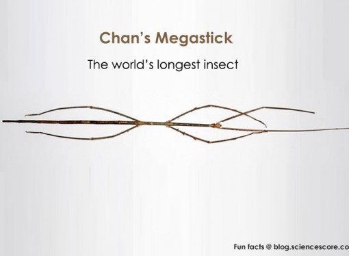 The World’s Longest Insect