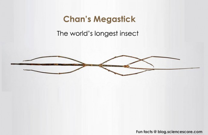 The World’s Longest Insect