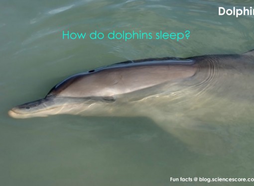 Dream of the Dolphin