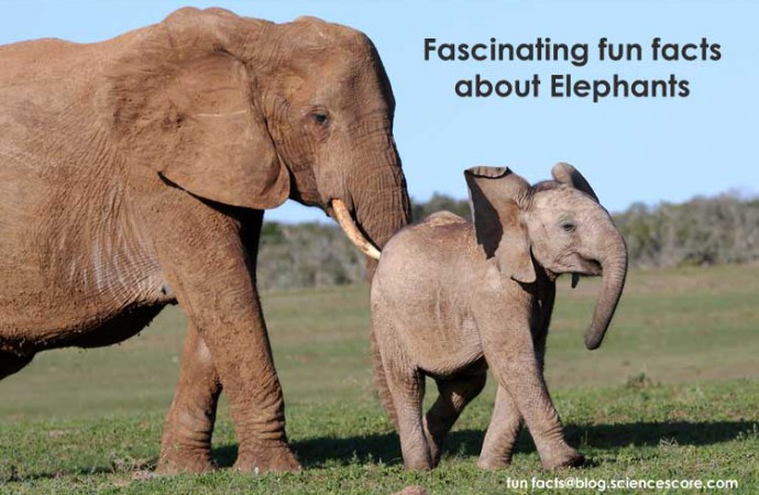 Facinating animal facts – Elephants