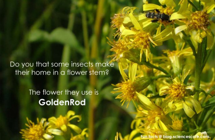 Did you know some insects make homes in a flower stem?
