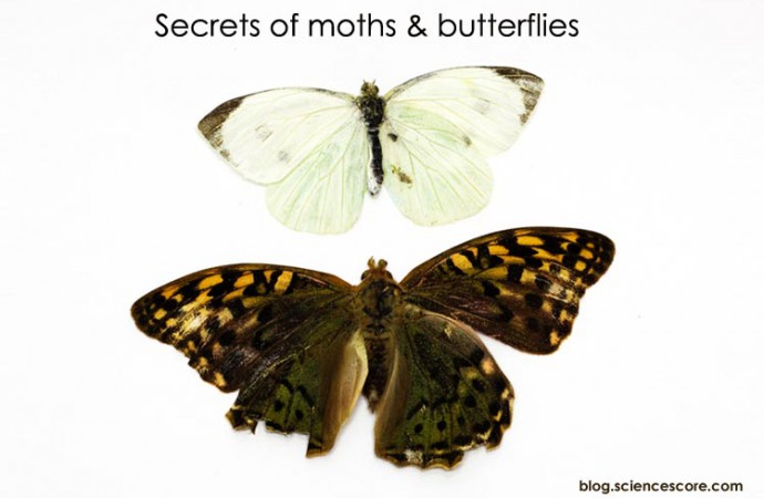 Two of a kind – secret of moth & butterfly