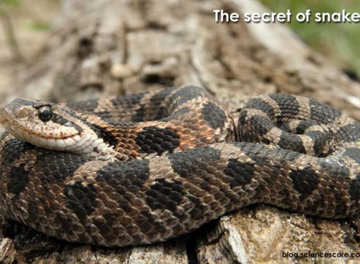 Scaly Surprises: The Secrets of Snakes