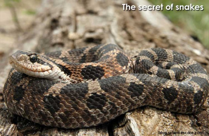 Scaly Surprises: The Secrets of Snakes